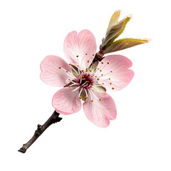 Poster - Beautiful pink flower with delicate petals and green leaves, showcasing nature elegance and detail. Perfect for floral designs and botanical themes