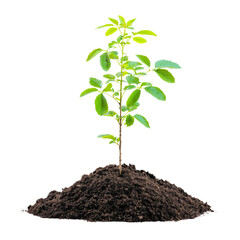 Poster - small green plant growing from rich soil, symbolizing growth and renewal. This captures essence of nature and importance of nurturing life