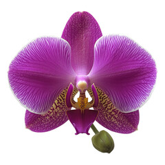 Poster - vibrant purple orchid with intricate patterns and delicate structure, showcasing its beauty and elegance. This flower symbolizes love and luxury, making it perfect addition to any floral