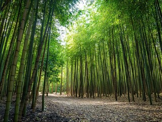 Wall Mural - lush bamboo grove bathed in sunlight, creating a serene and calming ambiance