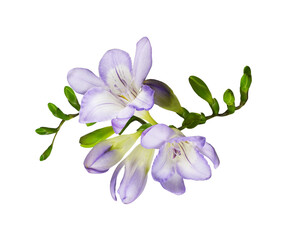 Wall Mural - purple freesia flowers and buds in a beautiful floral arrangement isolated on white or transparent b