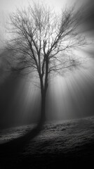Poster - A tree stands tall amidst a thick fog, its branches visible against the grey mist