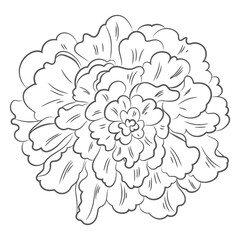 Poster - Artistic Floral Outline: Detailed illustration of a beautifully drawn peony, displaying an intricate petal structure, ideal for coloring or design projects.