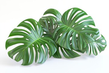 Poster - Lush green monstera leaves arranged elegantly on a bright surface for a fresh and vibrant display