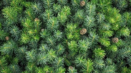 Poster - pine tree branches with fresh green needles and small cones. 