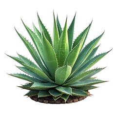 Wall Mural - Realistic Agave Plant PNG - Free Transparent Background