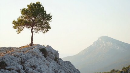 Poster - A single pine tree standing tall on a rocky mountainside with a clear sky. 