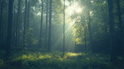 Aufkleber - A serene view of a dense forest with sunlight filtering through the canopy. 