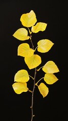 Poster - A small plant with bright yellow leaves standing out against a dark black background, ideal for use in designs related to nature, science or art