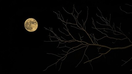 Poster - A bare tree branch silhouetted against a full moon in the night sky 