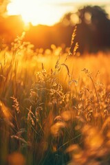 Poster - A beautiful field of grass during sunset