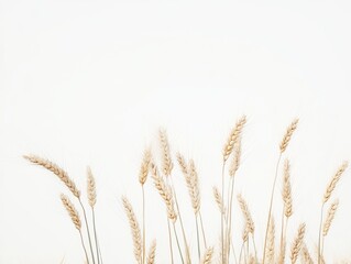 Naklejka na meble Wheat stalks against a white background
