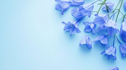 Poster - Beautiful blue flowers artfully arranged on a light blue background