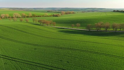 Wall Mural - aerial view of amazing green wavy hills with agricultural fields in spring. south moravia region, cz