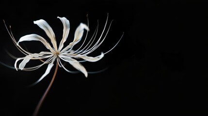 Poster - A delicate dried flower displays stark white and beige petals