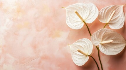 Poster - Four white flowers on a textured pink and peach background