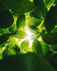 Aufkleber - Eco-Luminous Nature Perspective Sunlit Green Foliage Revealing Biophilic Design Inspiration for Wellness Branding and Sustainable Visual Storytelling