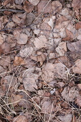 Poster - A close-up view of a bunch of fallen leaves on the ground.