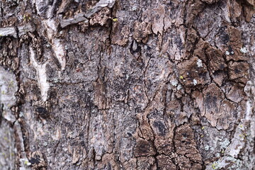 Aufkleber - Close-up of a tree trunk covered in moss, suitable for nature or botanical illustrations.