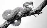 A coiled snake with its tongue extended on a tree branch