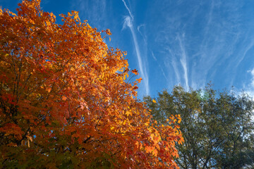 Wall Mural - autumn forest background. vibrant colorful trees foliage in fall park. nature change leaves in octob