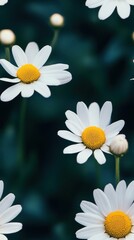 Poster - Vibrant daisies blooming against a soft, light background, showcasing their delicate petals and cheerful yellow centers in a geometric harmony of nature
