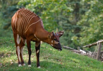 eastern bongo