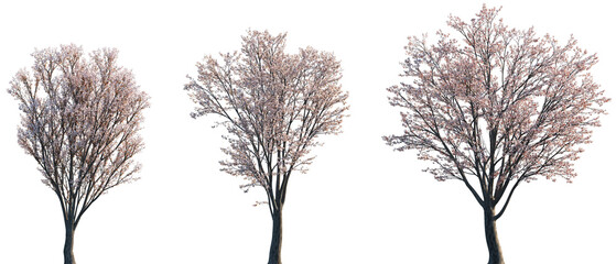 Wall Mural - set of prunus cerasifera (common names cherry plum, myrobal plum) blossoming frontal street trees is