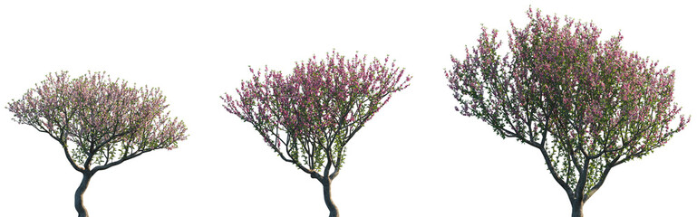 Wall Mural - set of prunus persica (the peach) blossoming frontal street trees isolated png on a transparent back