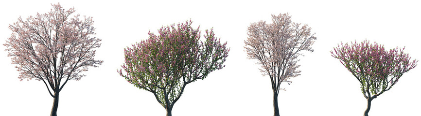 Wall Mural - set of prunus cerasifera and prunus persica blossoming frontal street trees isolated png on a transp