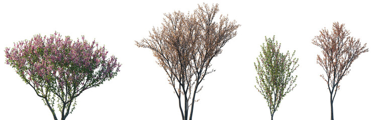 Wall Mural - set of prunus persica and prunus cerasifera blossoming frontal street trees isolated png on a transp
