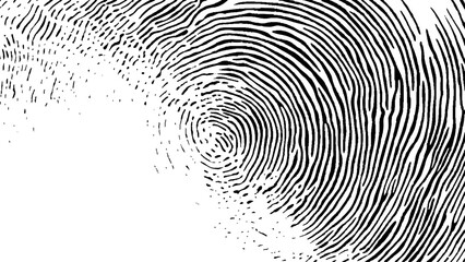 Wall Mural - black fingerprint on white transparent background. detailed fingerprint on grunge background symboli