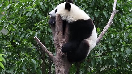 Wall Mural - close up little panda on the tree