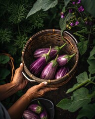 Poster - A close-up view of a person's hands holding a woven basket filled with freshly harvested eggplants amidst lush green foliage.