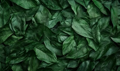 Wall Mural - nephrolepis cordifolia ladder fern, or tuber ladder fern close up leaves background
