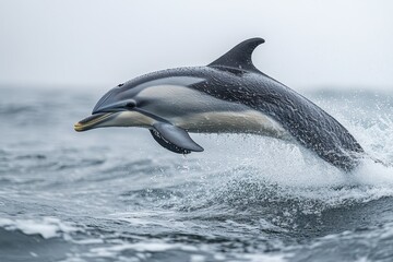Aufkleber - Dolphin leaps gracefully from the ocean surface in a stunning display of agility and energy on a sunny day near rocky shores