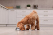 © New Africa - Cute dog eating pet food from feeding bowl at home