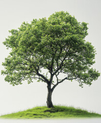 lush green alder tree stands on grassy hill