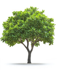 Isolated soursop tree with glossy green foliage on white background