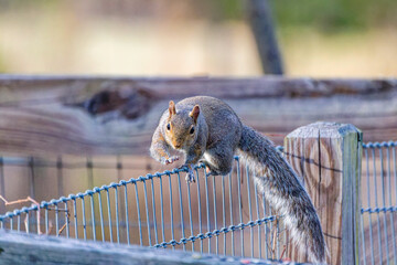 Wall Mural - eastern gray squirrel on a fence, known as the grey squirrel is native animal to eastern north ameri