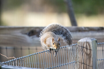 Wall Mural - eastern gray squirrel on a fence, known as the grey squirrel is native animal to eastern north ameri