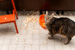 © Gemma can fly/Stocksy - Curious Cat Investigates Spilled Popcorn on Floor