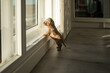© Lupe Rodriguez/Stocksy - adorable puppy by a window at home watching the sunset