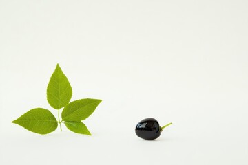 Poster - Still Life of Bird Cherry with Vibrant Green Leaves on White Backdrop Capturing Natural Essence and Texture