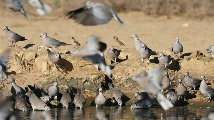 Wall Mural - Cape turtle doves (Streptopelia capicola) drinking water, Kalahari desert, South Africa