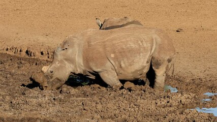 Wall Mural - a white rhinoceros (ceratotherium simum) and calf drinking at a muddy waterhole, south africa