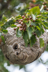 Bald faced hornet nest