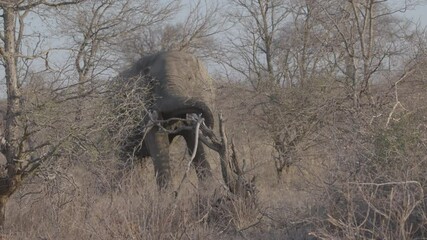 Wall Mural - an african elephant foraging on tree branches turns towards the camera at balule nature reserve of kruger national park in south africa