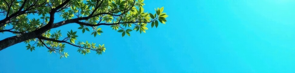 Isolated tree branches against a bright blue background, isolation, peaceful, white