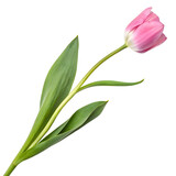 Pink tulip with green leaves captured,  transparent background